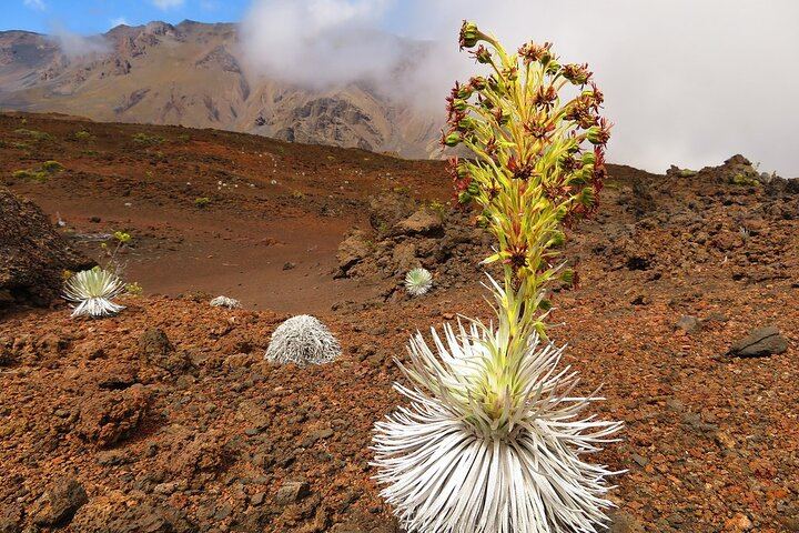 Haleakala Summit Best Self-Guided Bike Tour with Bike Maui