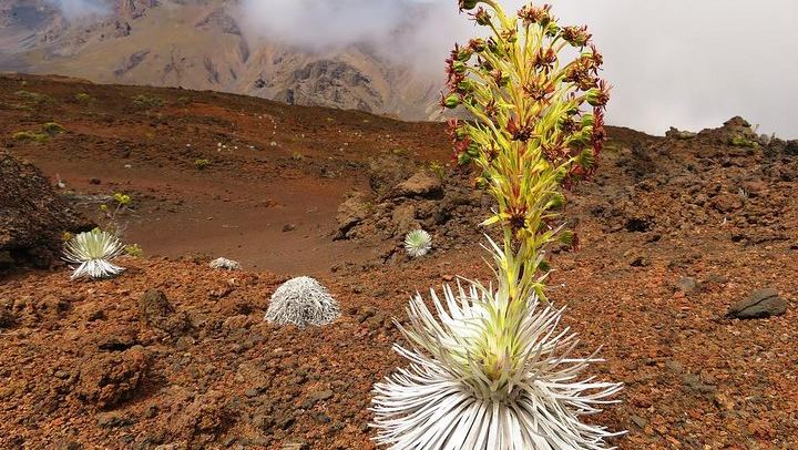 Haleakala Sunrise Best Guided Bike Tour with Bike Maui