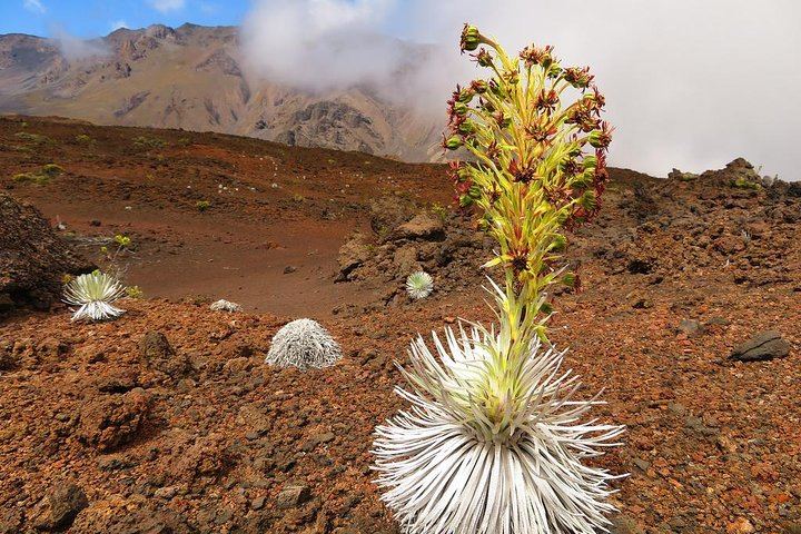 Haleakala Sunrise Best Guided Bike Tour with Bike Maui