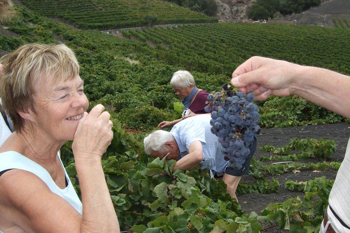 Half day to Bandama Caldera, Botanical experience & Wine-Tasting