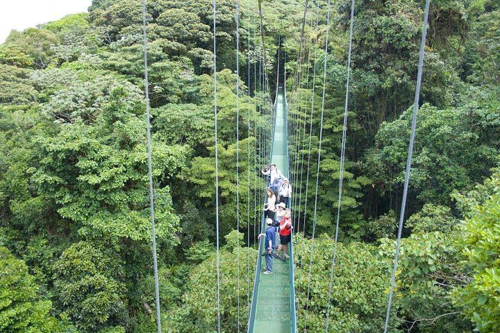 hanging bridge