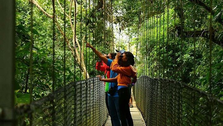 Hanging Bridges