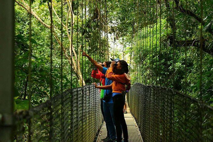 Hanging Bridges