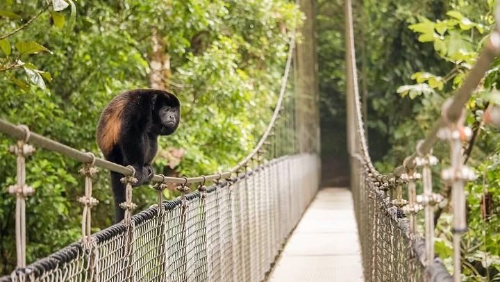 Hanging bridges