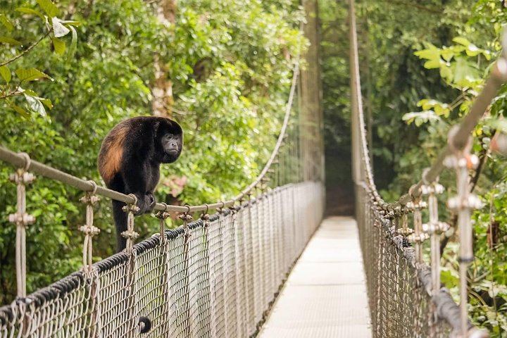 Hanging bridges