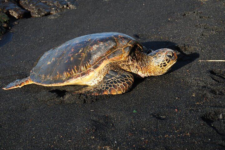 Hawaiian Sea Turtle
