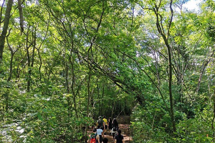 Hiking in tropical costarrican forest