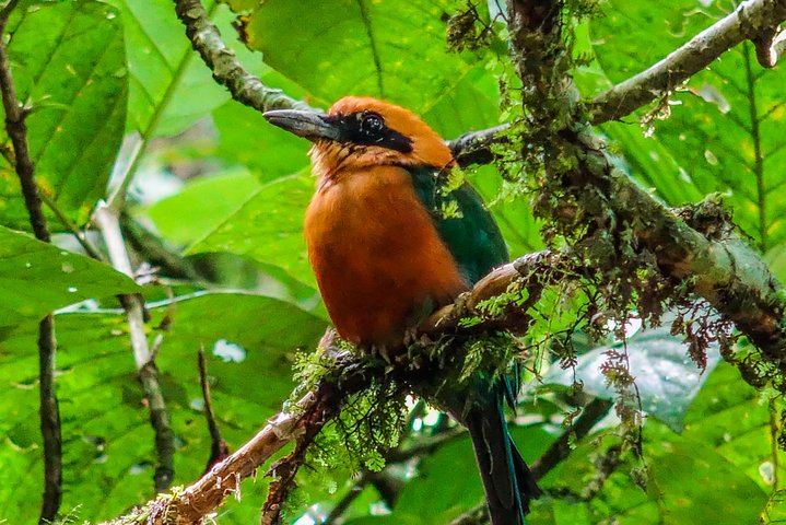 Hiking Lovers (Hanging Bridges + La Fortuna Waterfall + Volcano Hike)