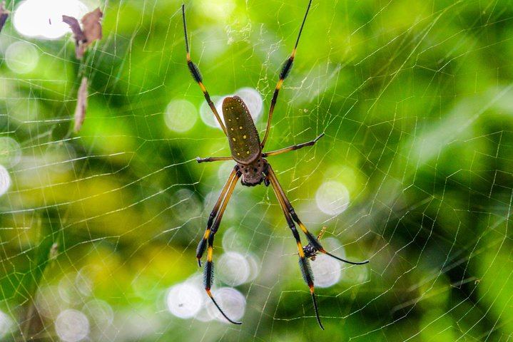 Hiking Lovers (Hanging Bridges + La Fortuna Waterfall + Volcano Hike)