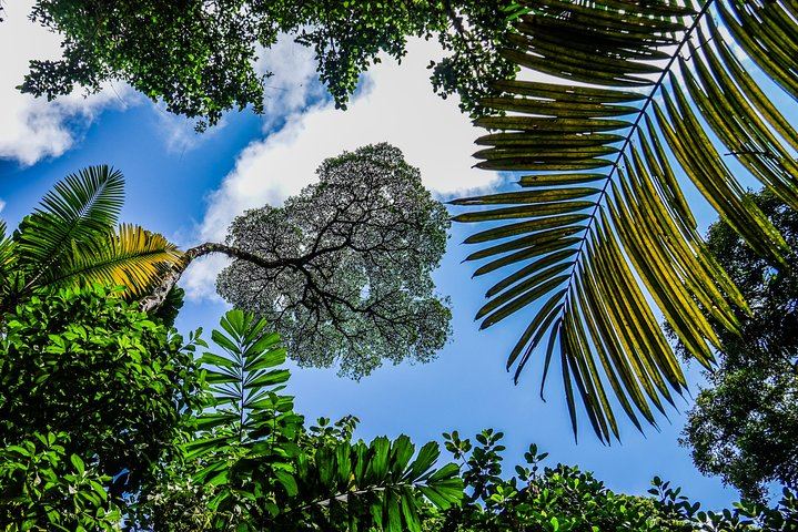 Hiking Lovers (Hanging Bridges + La Fortuna Waterfall + Volcano Hike)