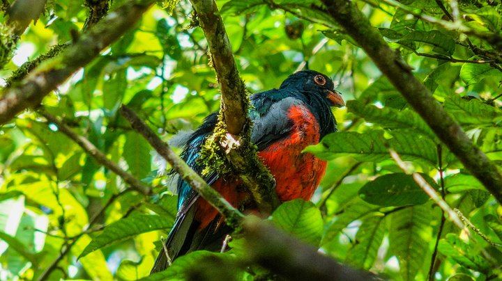 Hiking Lovers (Hanging Bridges + La Fortuna Waterfall + Volcano Hike)