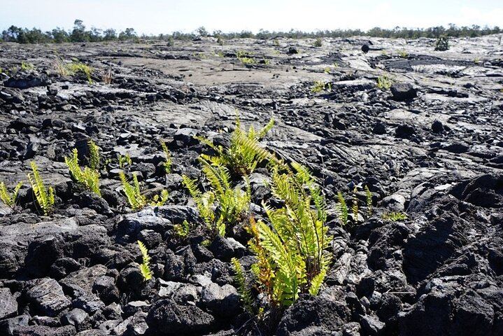 Hilo Big Island-Volcano Day tour & Hotel PU from Honolulu Oahu