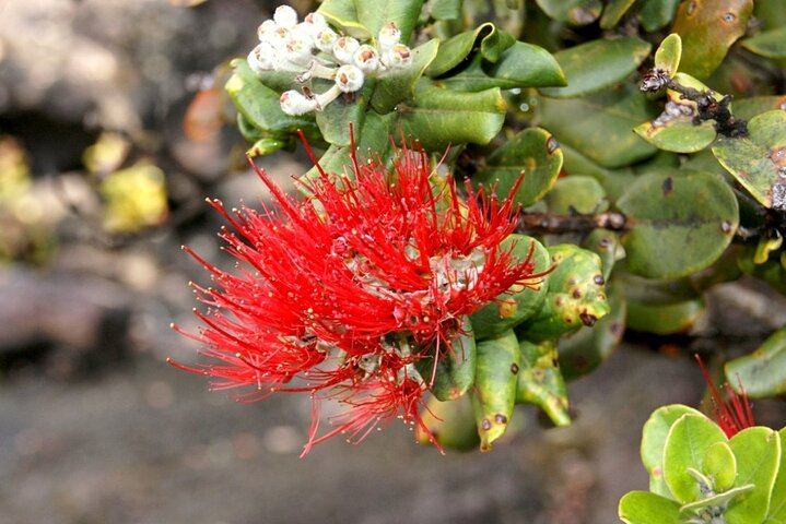 Hilo Big Island-Volcano Day tour & Hotel PU from Honolulu Oahu