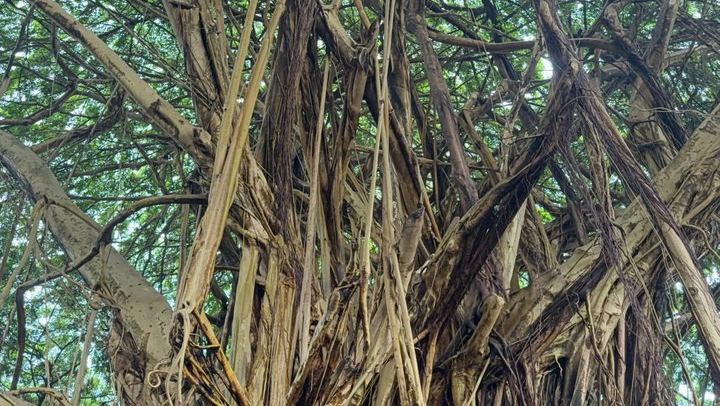 Hilo Shore Excursion: Visit Volcano, Waterfall, Beach with Lunch