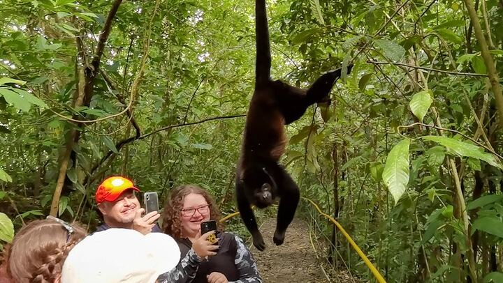 Howler monkey on the hiking trails