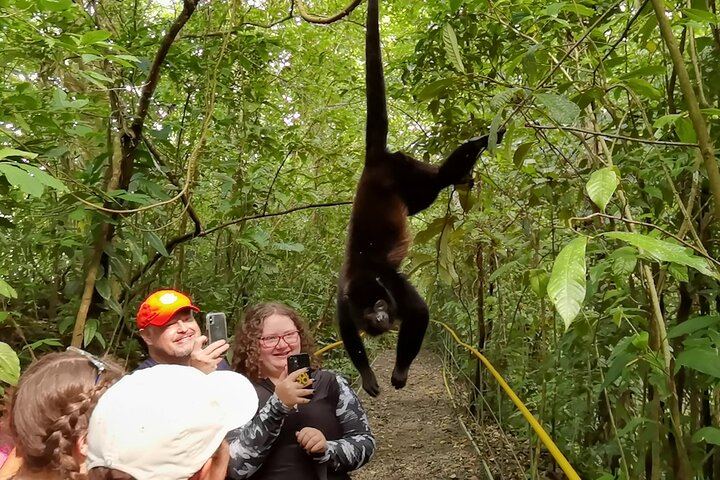 Howler monkey on the hiking trails