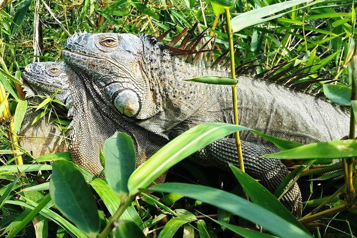 Iguanas observation point