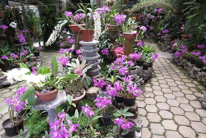 Irazu Volcano, Orosi Valley, & Lankester Garden Tour