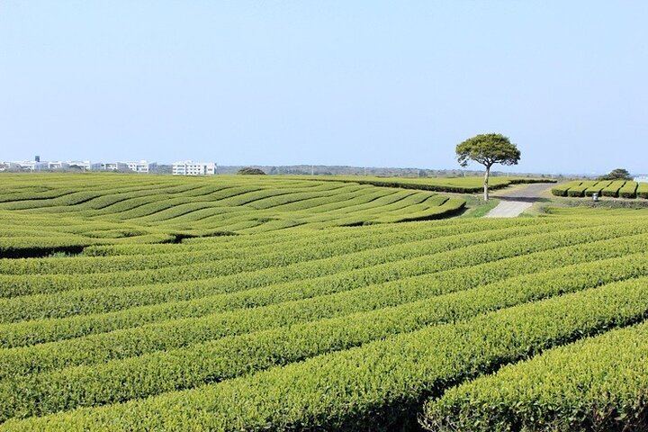 Jeju Southern UNESCO Full Day Tour with Mt.Halla