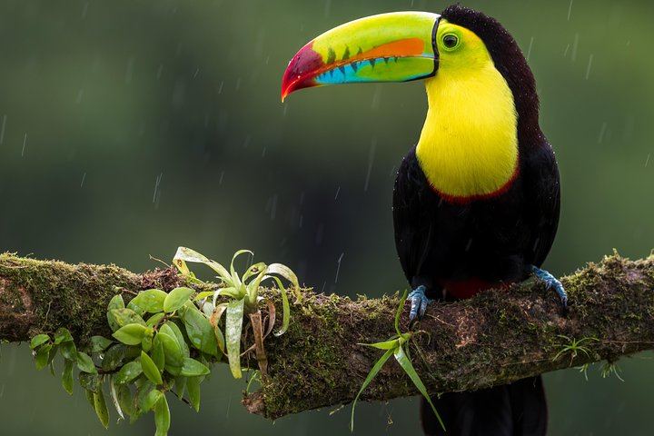 Keel-billed toucan