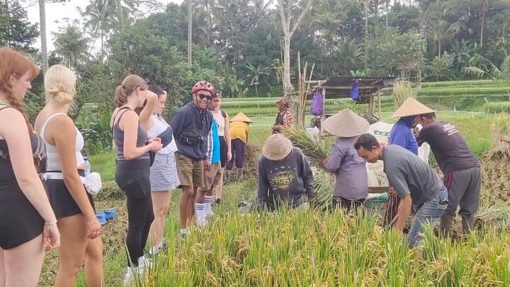 Kintamani Downhill Cycling Tour – Scenic Volcano & Rice Terrace
