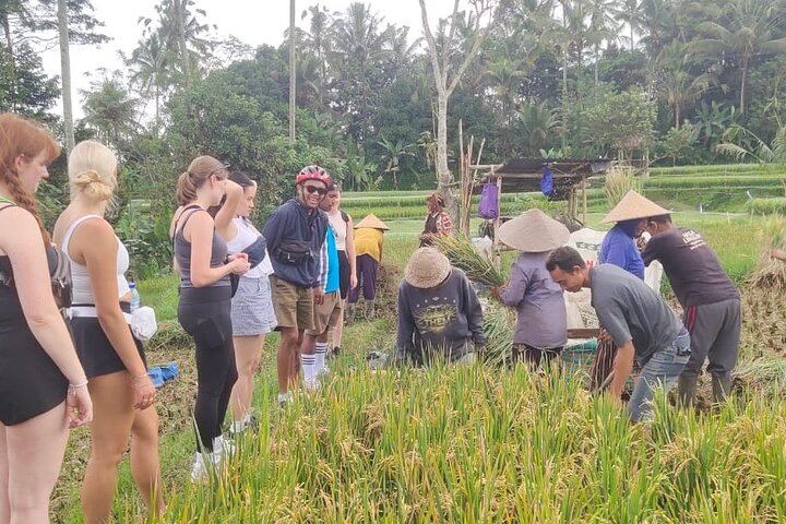 Kintamani Downhill Cycling Tour – Scenic Volcano & Rice Terrace