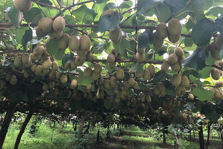 Kiwifruit country tour and tasting
