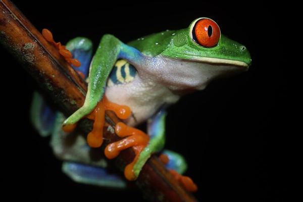 La Fortuna Night Walk at El Silencio: Wild Forest, No Enclosures