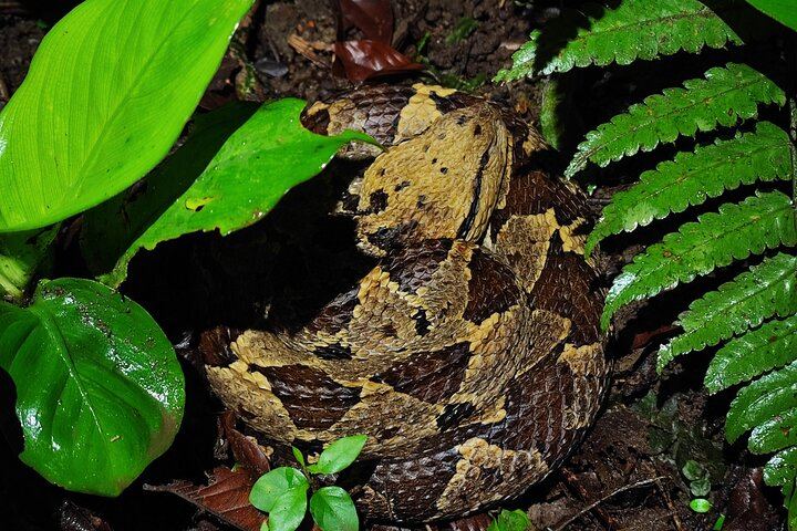 La Fortuna Night Walk at Arenal Volcano