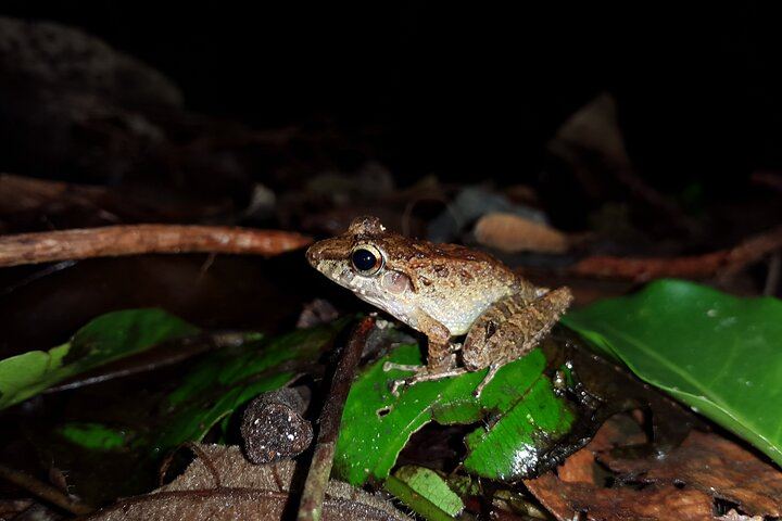 La Fortuna Night Walk at Arenal Volcano