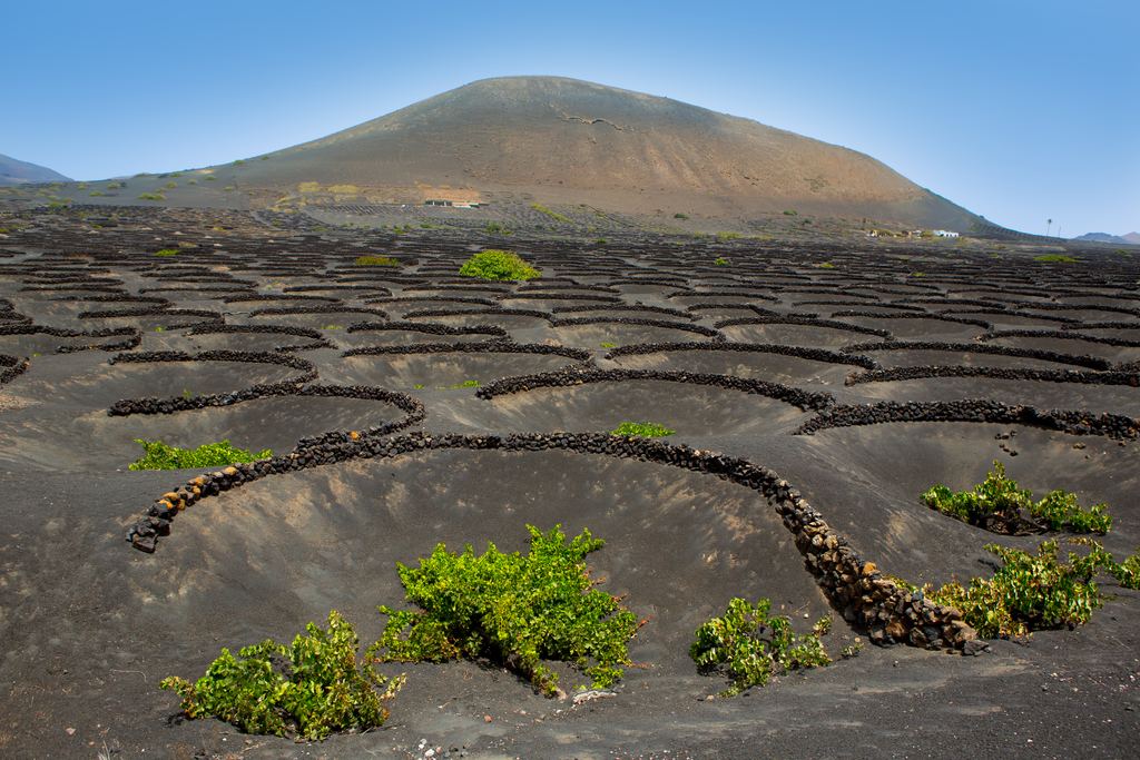 A single vine in a hollow of black volcanic soil in the La Geria vineyards of Lanzarote, Canary Islands