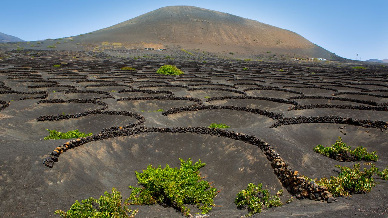 A single vine in a hollow of black volcanic soil in the La Geria vineyards of Lanzarote, Canary Islands