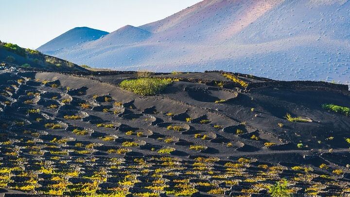 La Geria Wineyard