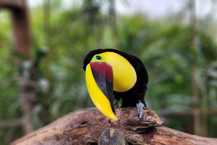 La Paz jardines Tucan bicolor