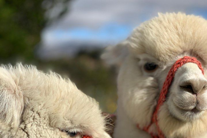Lamas - Quilotoa