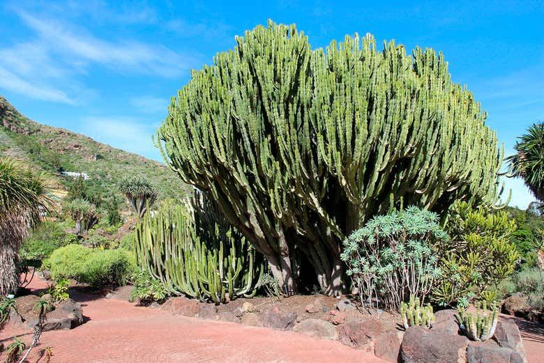 Las Palmas & Caldera de Bandama Day Trip