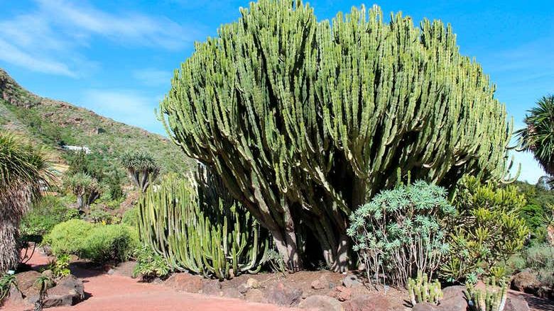Las Palmas & Caldera de Bandama Day Trip