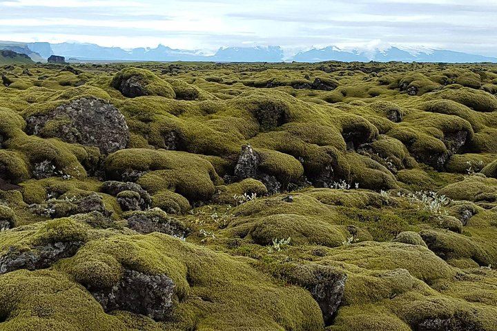 Lava and moss