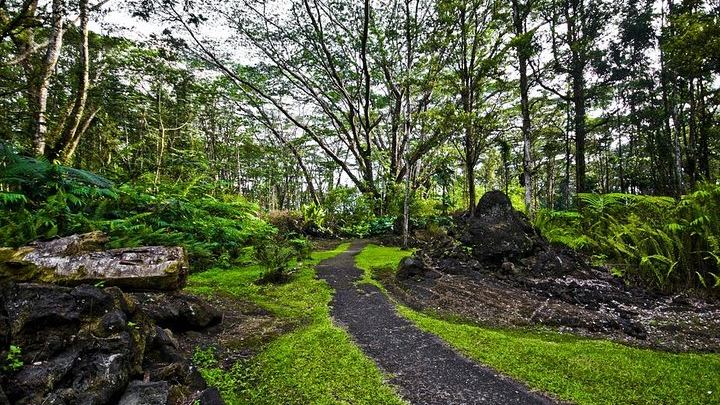 Lava trees- Lava eruption in the rainforest