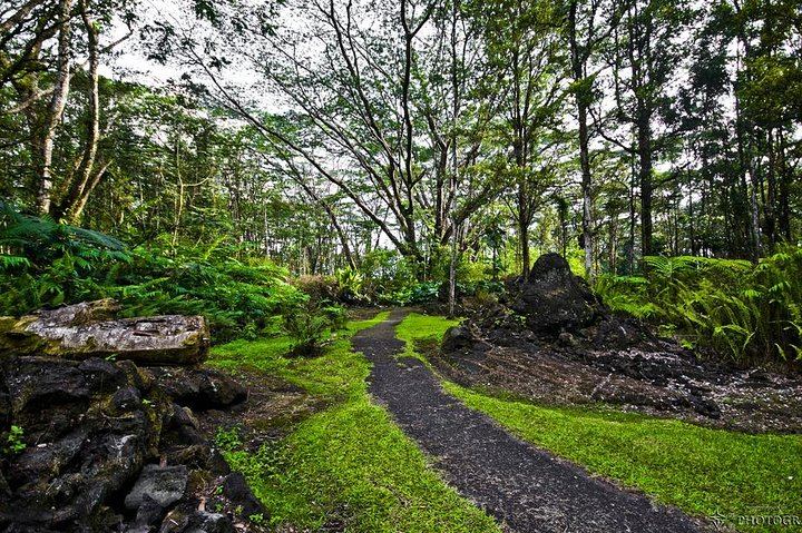 Lava trees- Lava eruption in the rainforest