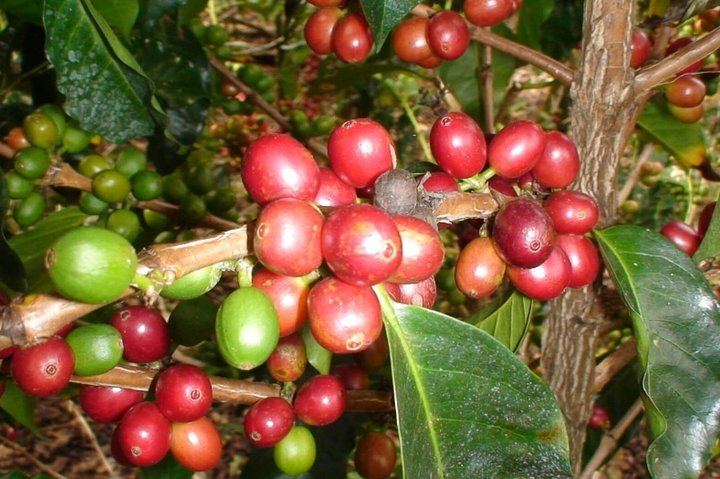 Learn about Costa Rican coffee
