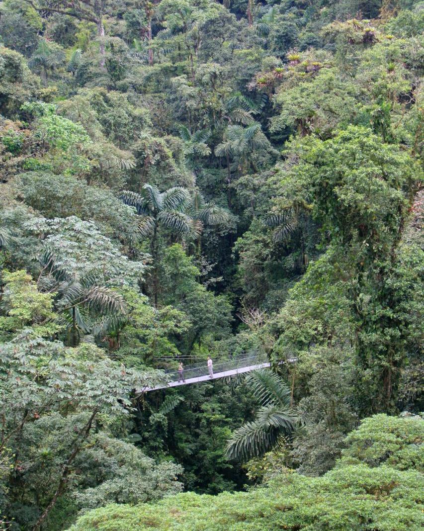 The view down onto rainforest canopy from a cable platform, the height a zipline course works at