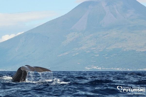 Whale and Dolphin Watching on Pico with Futurismo