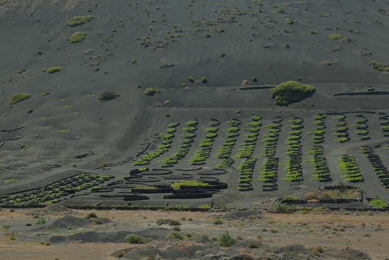 Los Volcanes Natural Park Buggy Tour