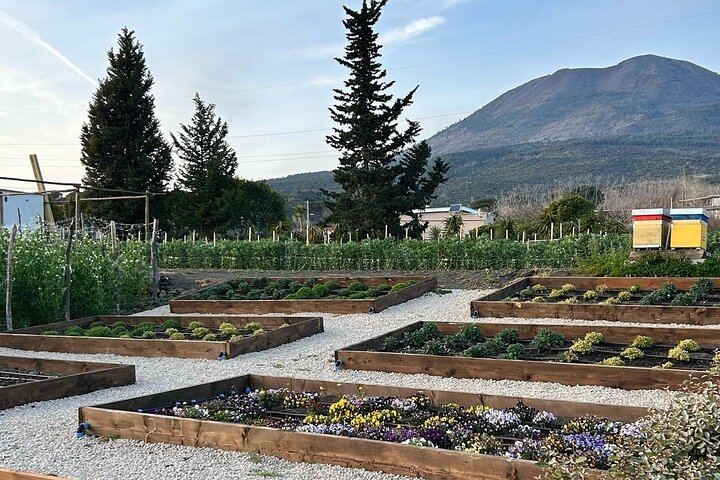 Lunch & Wine Tasting in the National Park of Mt Vesuvius