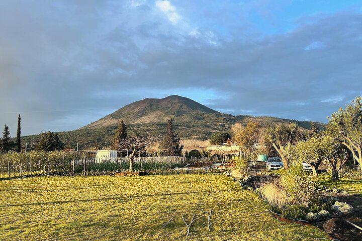 Lunch & Wine Tasting in the National Park of Mt Vesuvius