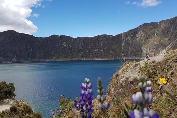 Lupinas in Quilotoa