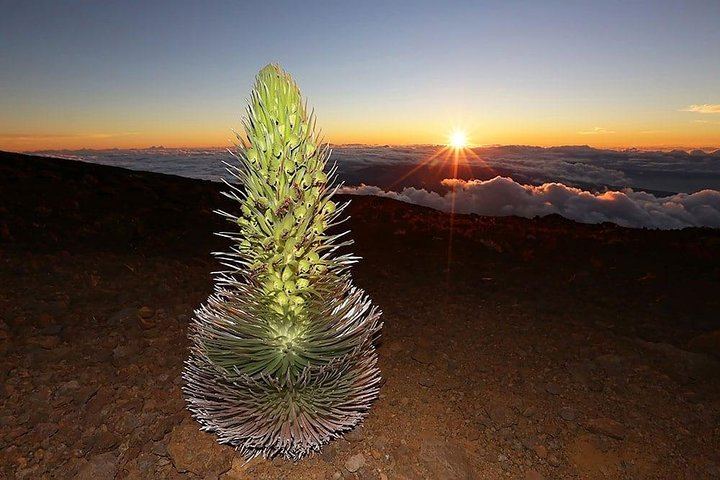 Maui: Haleakala Sunrise Spectacular with Local Breakfast