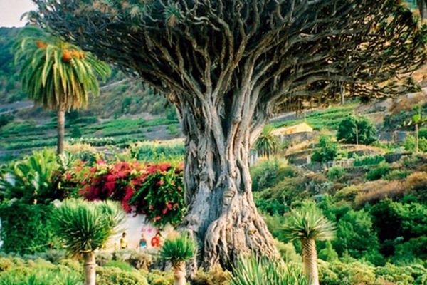 Teide, the Drago of Icod, the Lava Pools of Garachico and Masca