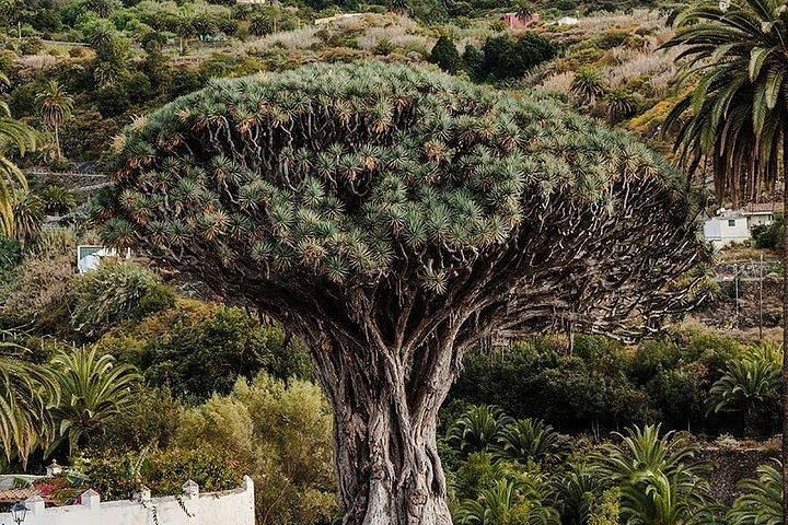MILLENARY TREE, WINE ICOD